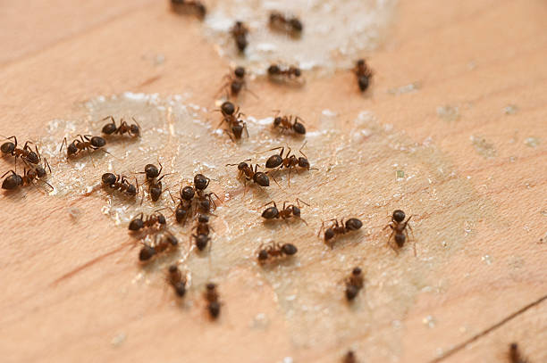 Best Exterminator Services  in Davenport, FL
