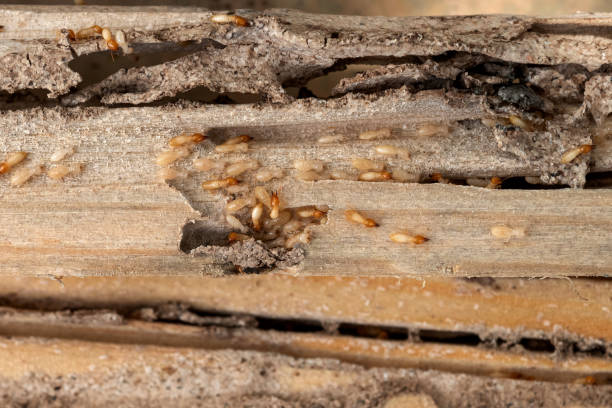Best Affordable Pest Control Services  in Davenport, FL