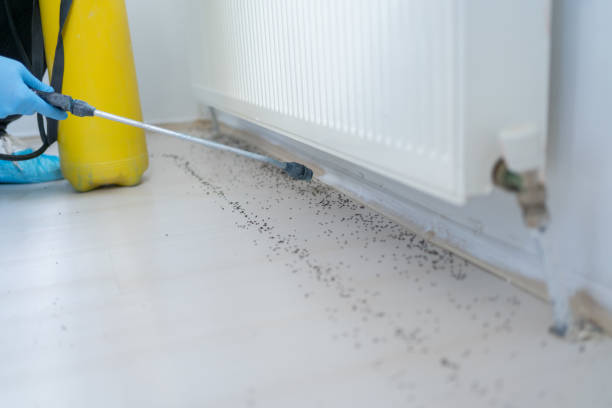 Best Spider Control Near Me  in Davenport, FL